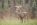 Deer Hunting In The Rain