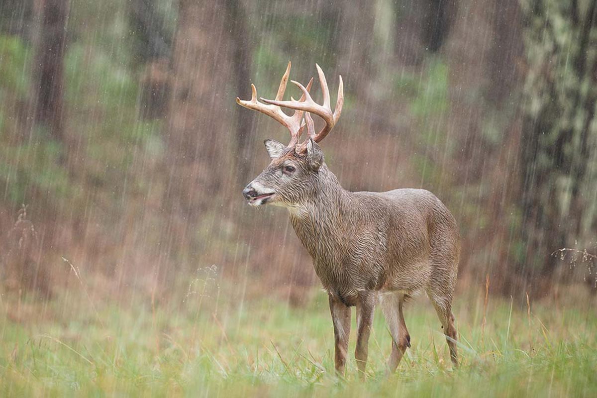 Deer Hunting In The Rain