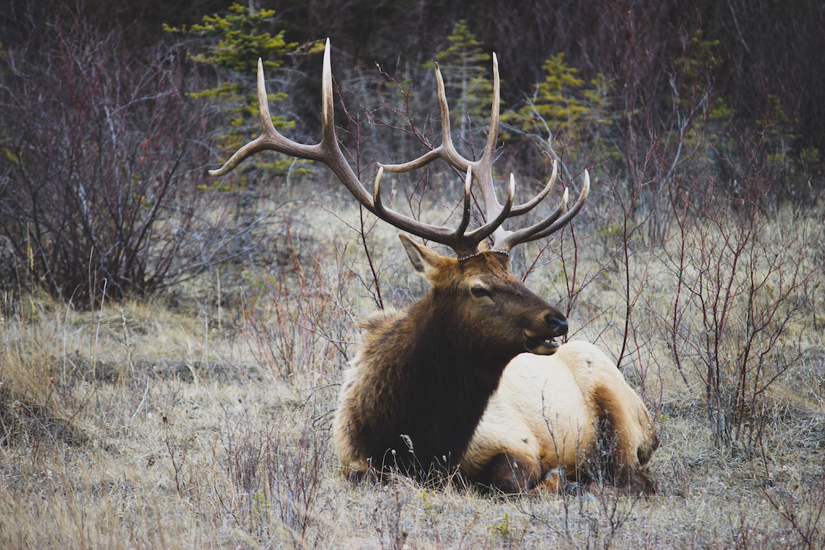 Best States For Elk Hunting